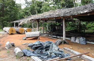 Índios “alugam” terras para exploração ilegal de madeira
