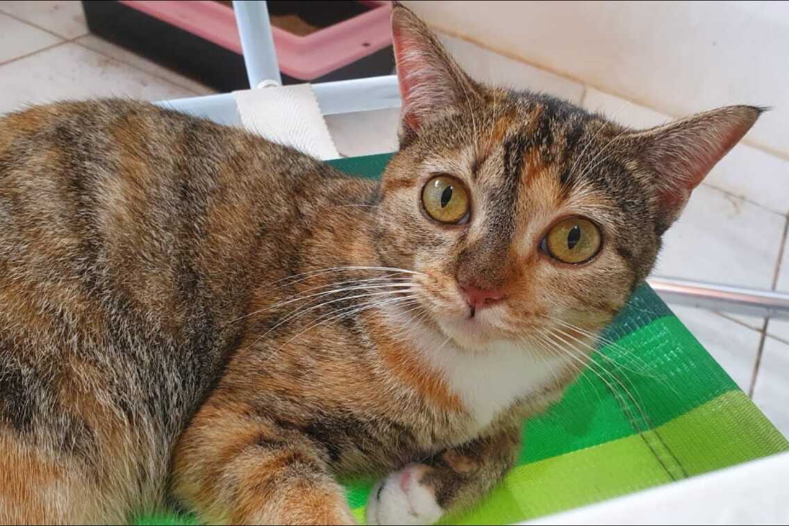 PROCURA-SE: Recompensa de R$ 500 para quem encontrar gata Cheetara