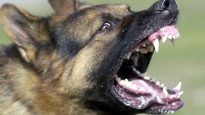 SEM VACINA: Falta de vacina antirrábica humana é problema mundial, diz prefeitura da capital