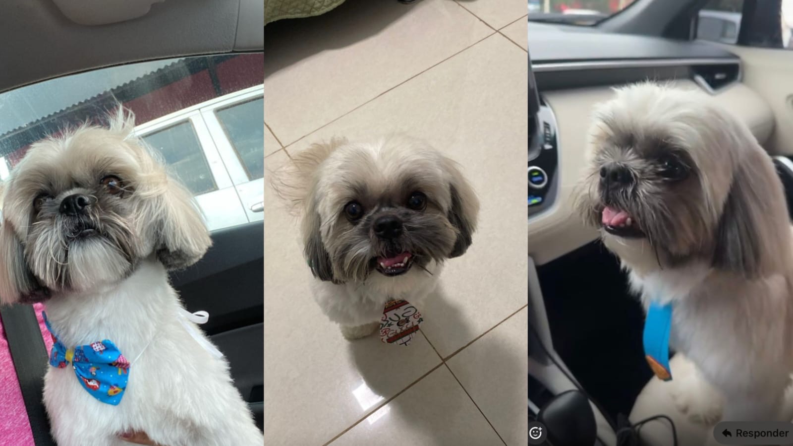 LUCK: Paga-se recompensa para quem encontrar cachorrinho desaparecido