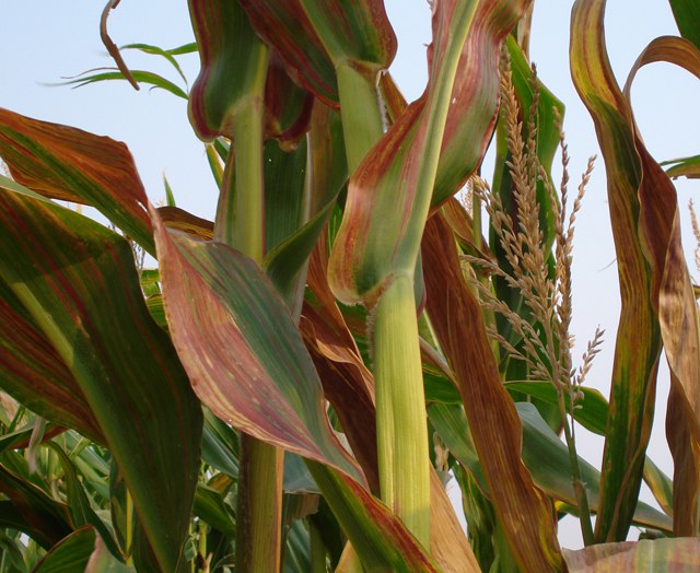 MILHO: Cigarrinha e enfezamentos estão ocorrendo no estado do Mato Grosso