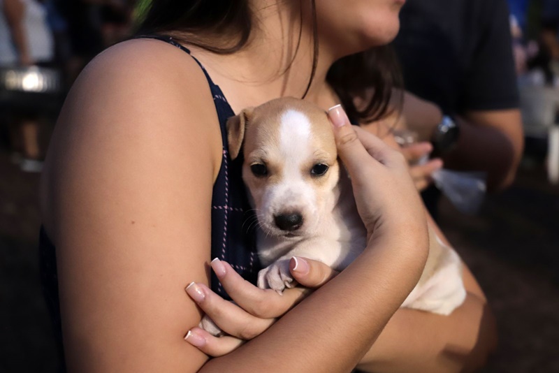 CÃES E GATOS: 3ª Feira de Adoção de Animais acontece no sábado (28), em Porto Velho