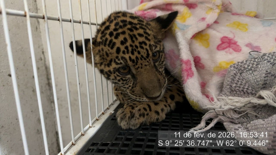 VOLTARÁ PARA A NATUREZA: Filhote de onça resgatado em Machadinho é encaminhado para Porto Velho