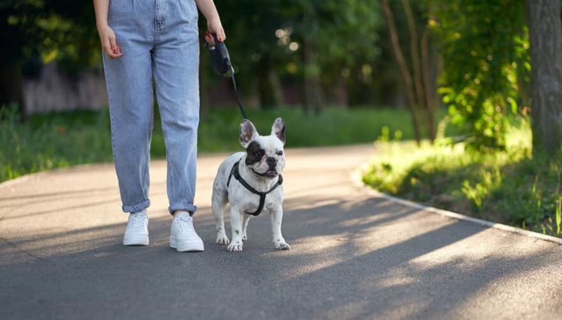 CONTA: STJ decidirá se ex deve pagar pensão a cães após separação de casal