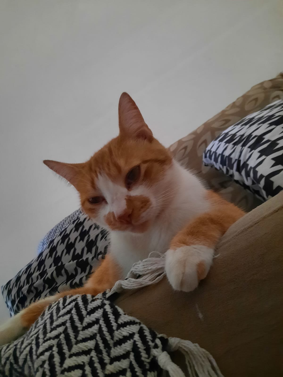 LUPI: Gato desaparece na capital e família oferece recompensa para encontrá-lo