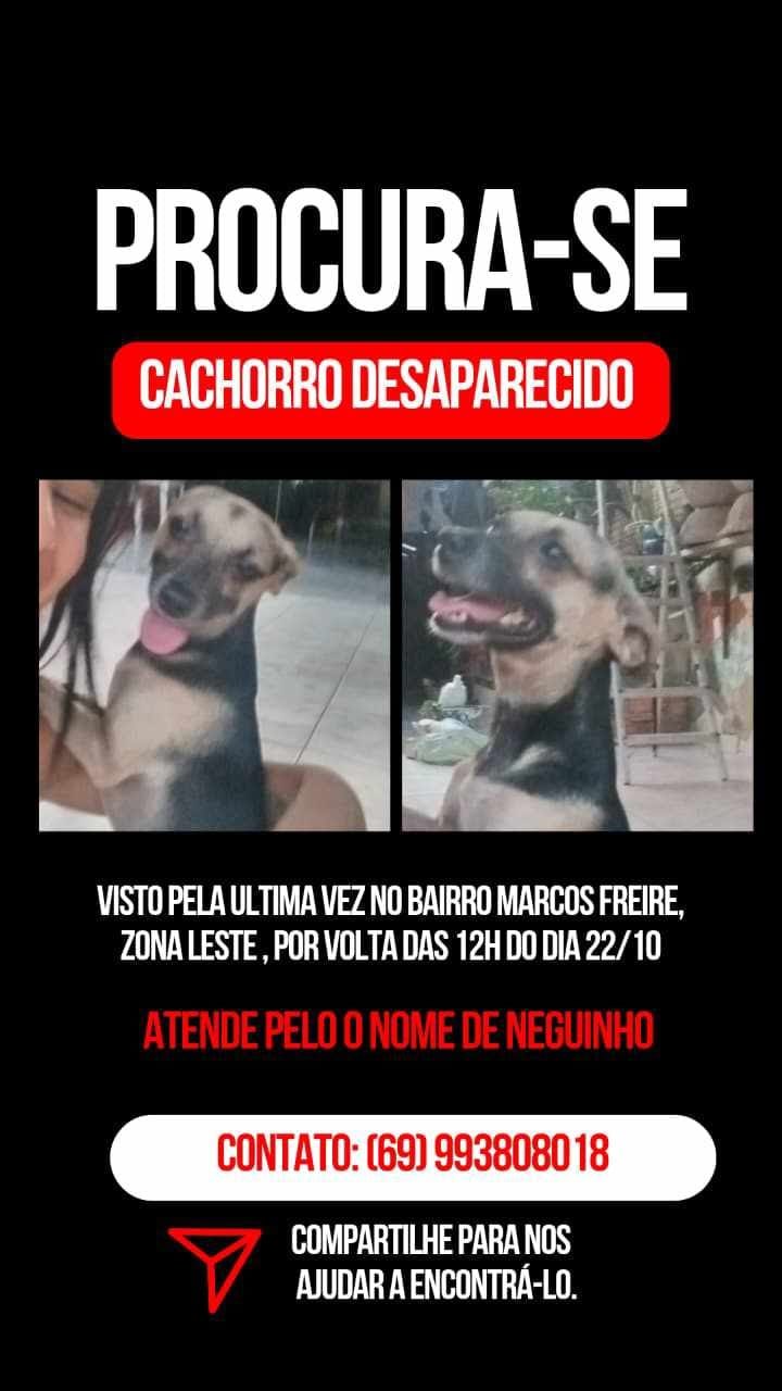 'NEGUINHO': Procura-se cachorrinho desaparecido na zona Leste