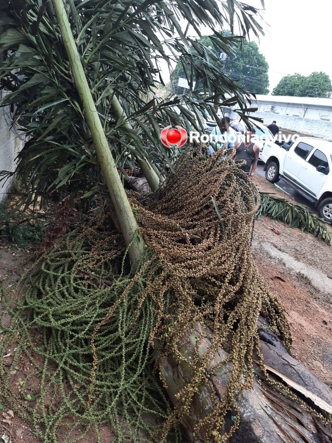 TEMPORAL: Forte tempestade derruba árvore e destrói carros em Porto Velho