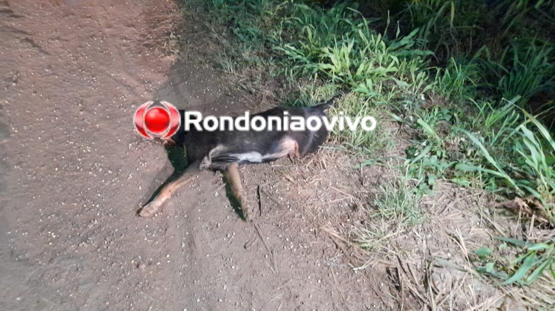 QUEDA DE MOTO: Mulher fica seriamente ferida após atropelar e matar cachorro na BR-364
