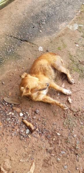 PRESOS NAS FERRAGENS: Grave acidente na BR 364 foi causado por cachorros na pista
