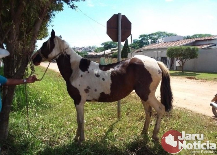 JARU: Polícia recupera dois cavalos furtados por adolescentes em chácara