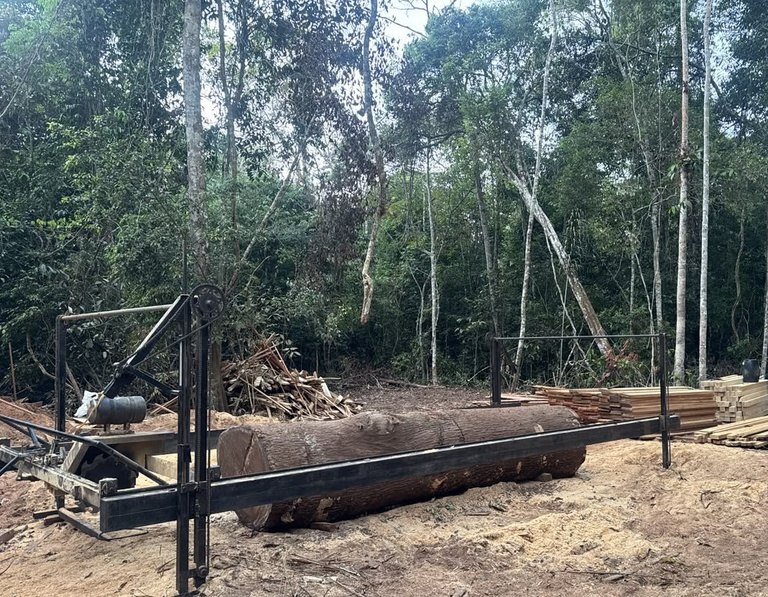 AÇÃO: PF combate extração ilegal de madeira em terra indígena