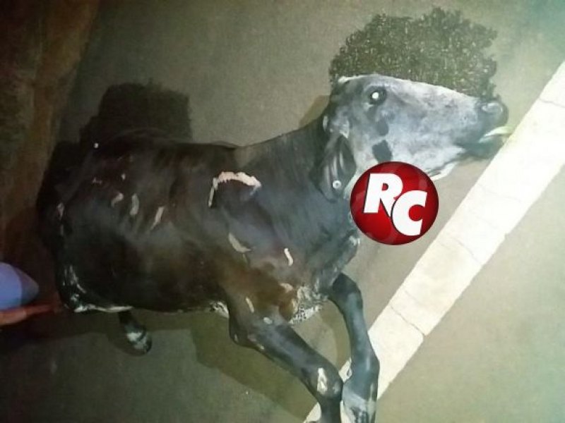 ATROPELAMENTO: Vaca solta provoca acidente com caminhonete em rodovia de Rondônia