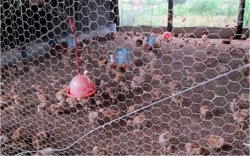 OURO PRETO DO OESTE: Município ganha agroindústria para abate de frangos