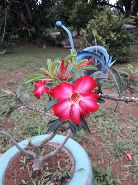 OPORTUNIDADE: Chácara à venda em Porto Velho; confira