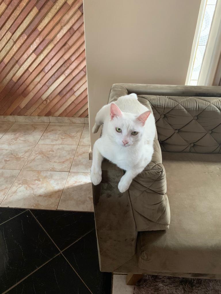 NATALINO: Gato desaparece e família está desesperada para encontrá-lo