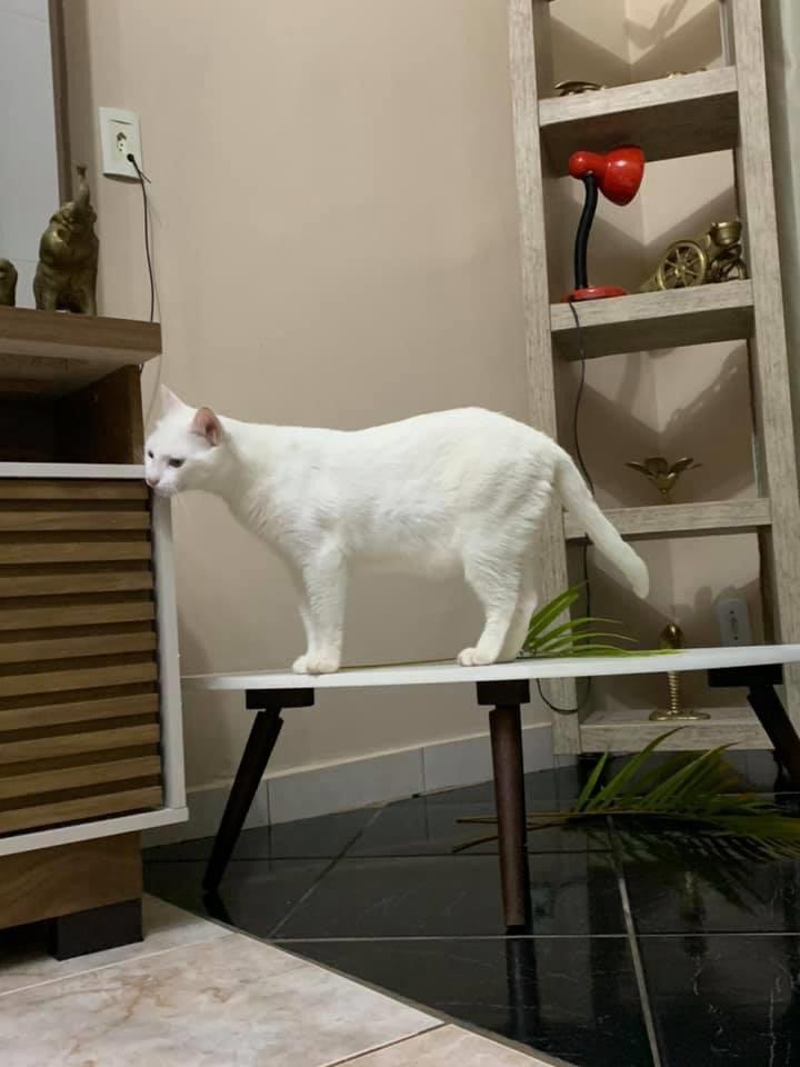 NATALINO: Gato desaparece e família está desesperada para encontrá-lo