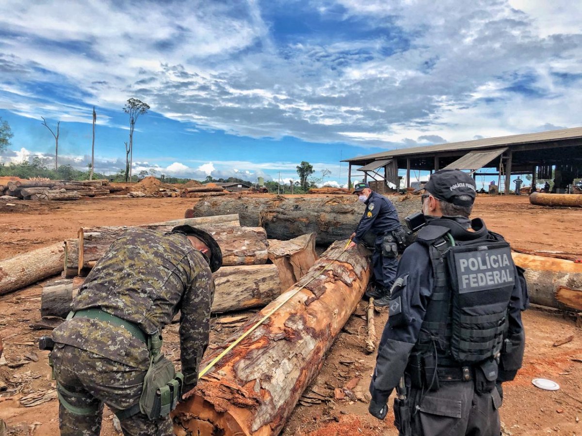 BERTHOLLETIA: PF faz operação para prender acusados de explorar madeira na Floresta Nacional Jacundá