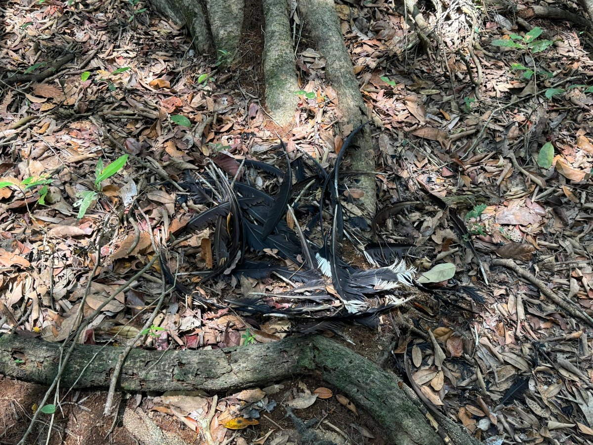 CUTIA 360°: Operação da PF e ICMBio combate desmatamento e caça em Parque Nacional 