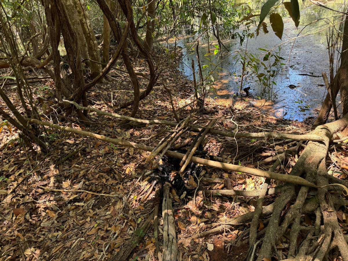 CUTIA 360°: Operação da PF e ICMBio combate desmatamento e caça em Parque Nacional 