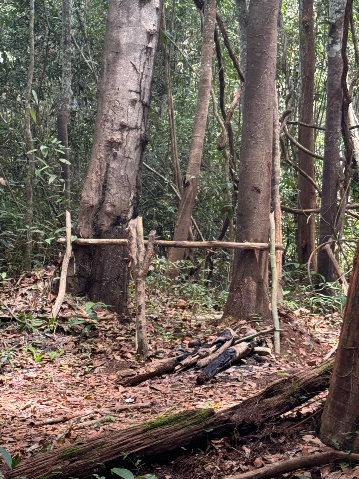 CUTIA 360°: Operação da PF e ICMBio combate desmatamento e caça em Parque Nacional 