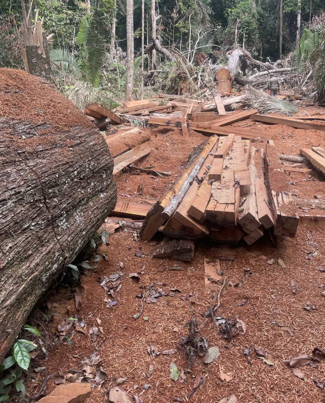 RETOMADA: Operação da PF, Exército e Funai combate invasão de Terras Indígenas 