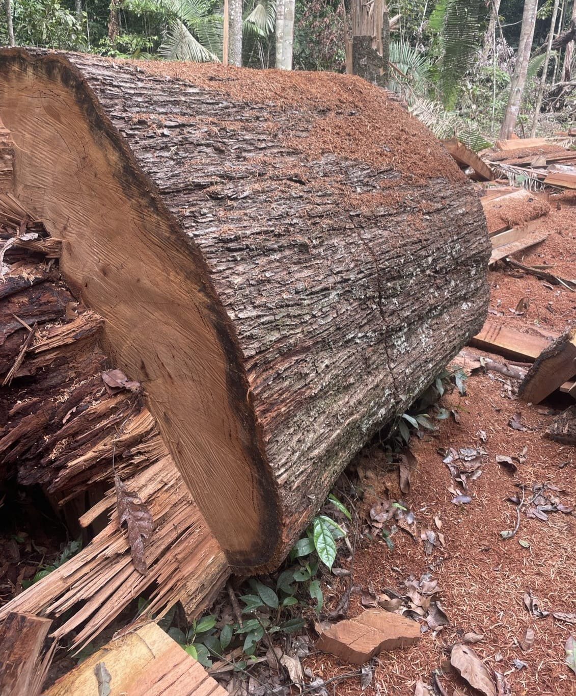 RETOMADA: Operação da PF, Exército e Funai combate invasão de Terras Indígenas 