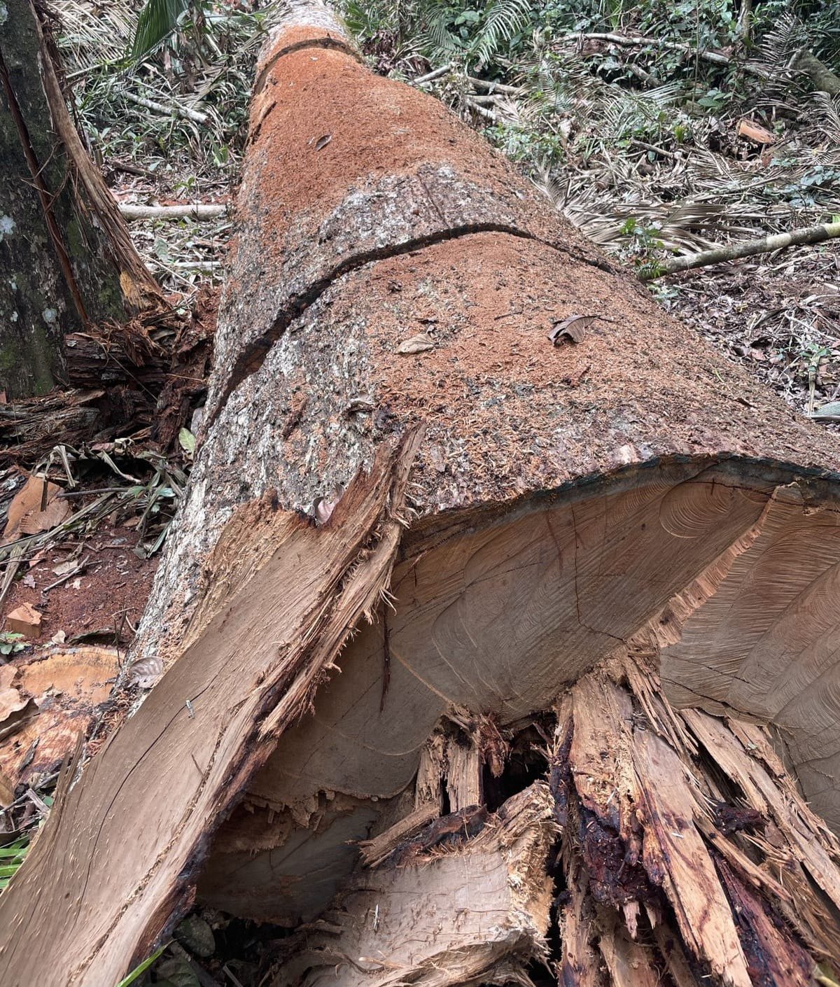 RETOMADA: Operação da PF, Exército e Funai combate invasão de Terras Indígenas 