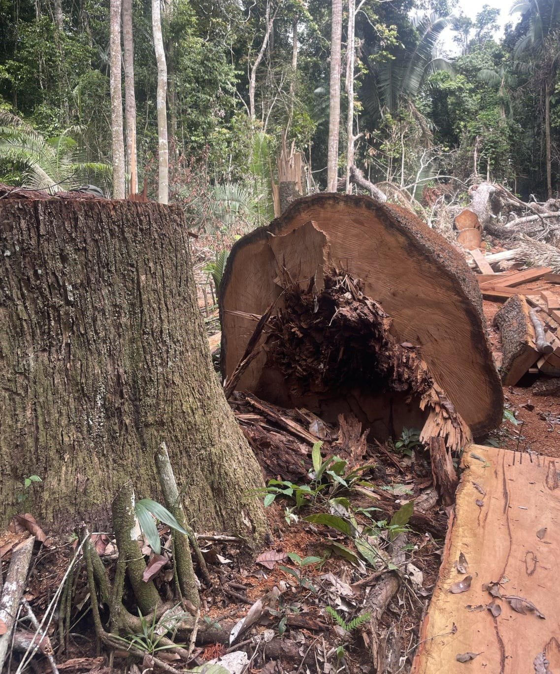 RETOMADA: Operação da PF, Exército e Funai combate invasão de Terras Indígenas 