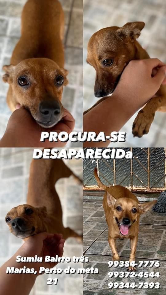 PROCURA-SE: Cadela desaparecida na zona Leste de Porto Velho