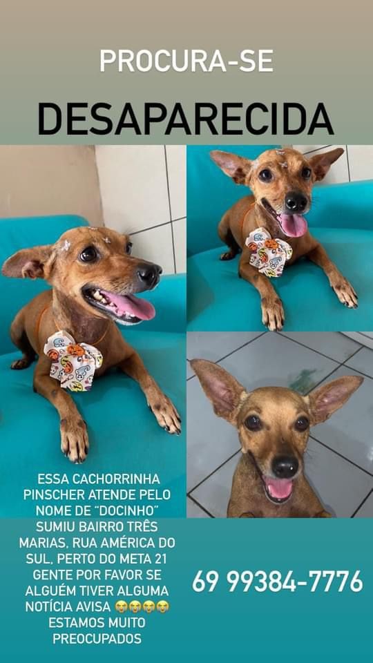 PROCURA-SE: Cadela desaparecida na zona Leste de Porto Velho