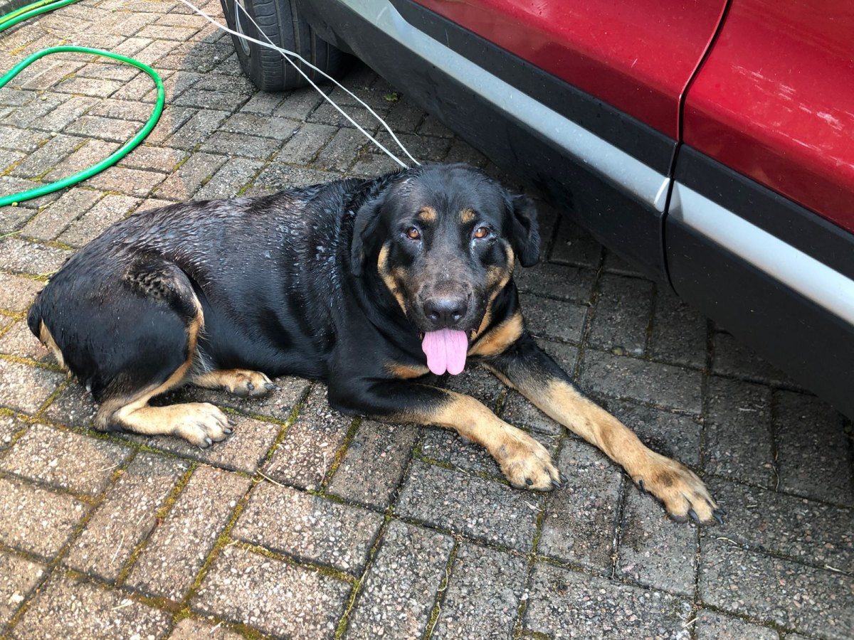 É SEU?: Rottweiler encontrado no bairro Nossa Sra. das Graças