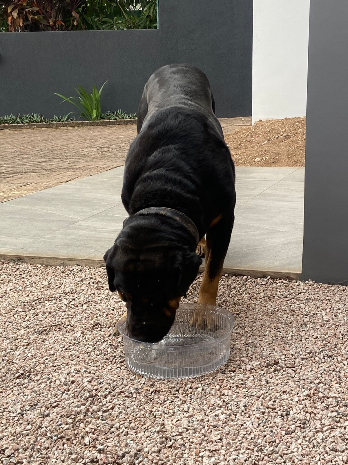 É SEU?: Rottweiler encontrado no bairro Nossa Sra. das Graças