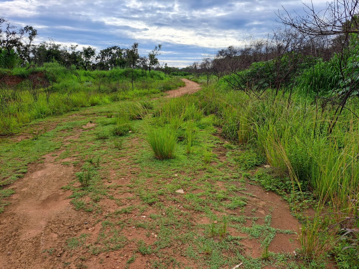 VILHENA: Dari de Oliveira promove plantio de árvores frutíferas no Parque Ecológico