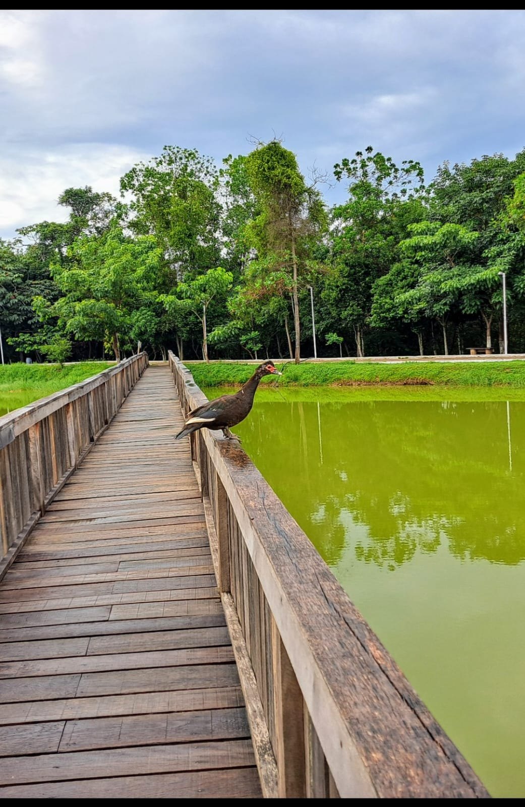 VILHENA: Dari de Oliveira promove plantio de árvores frutíferas no Parque Ecológico