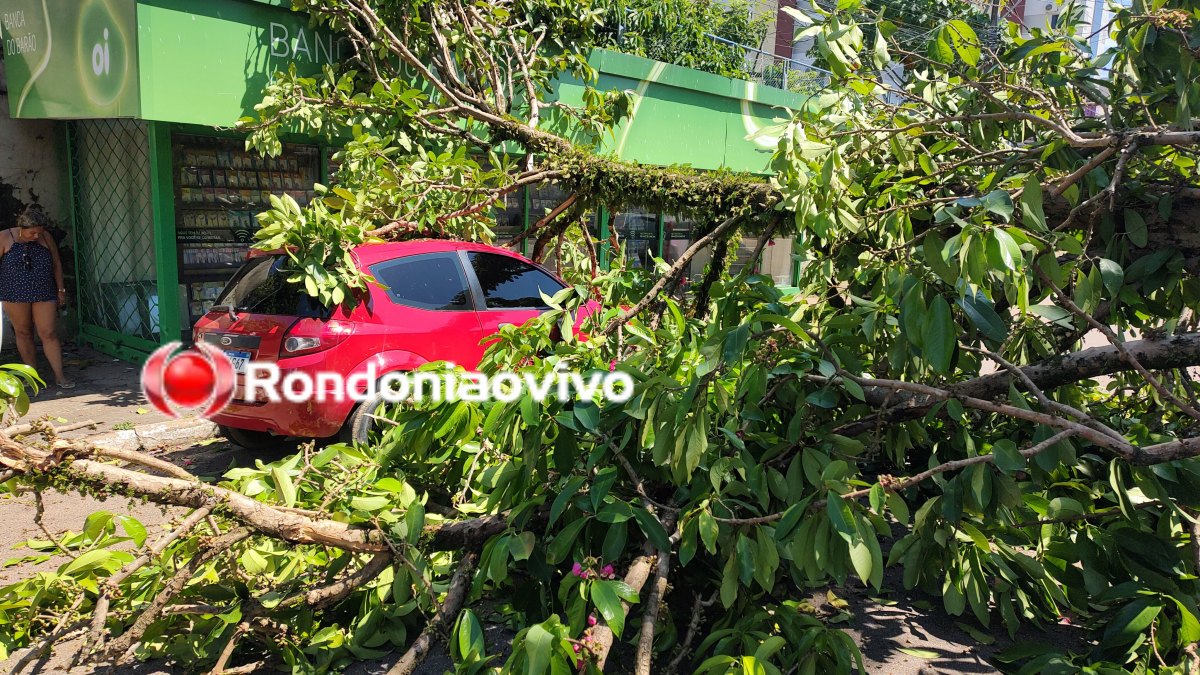 VÍDEO: Árvore desaba em cima de veículos no Centro de Porto Velho