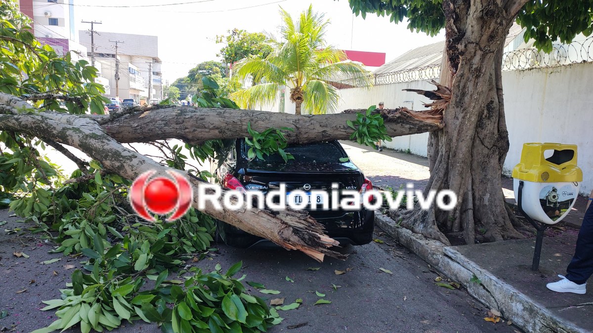 VÍDEO: Árvore desaba em cima de veículos no Centro de Porto Velho