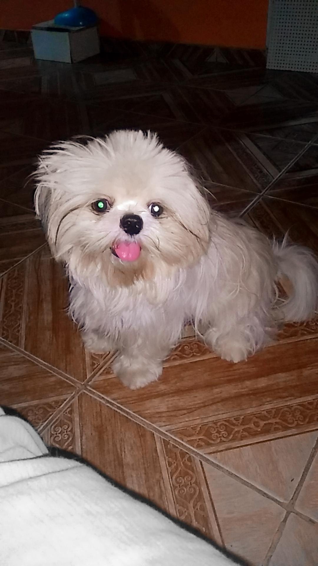 LUPPY: Cachorro desparece de residência e família tenta encontrá-lo