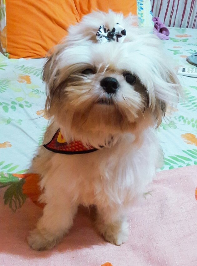 LUPPY: Cachorro desparece de residência e família tenta encontrá-lo