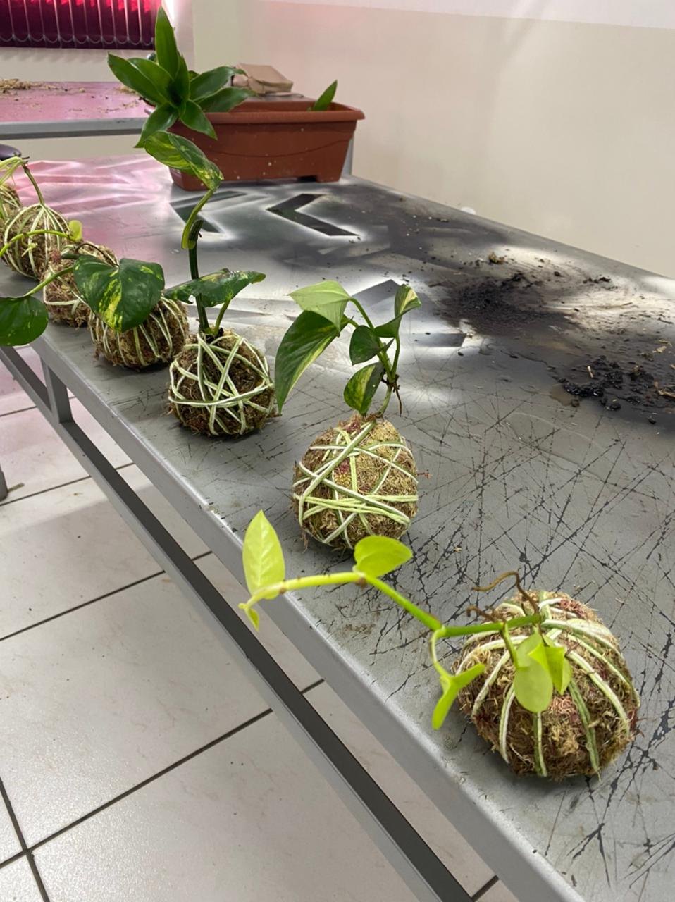 UNESC: Oficina de Kokedema promove interação entre estudantes e a comunidade externa