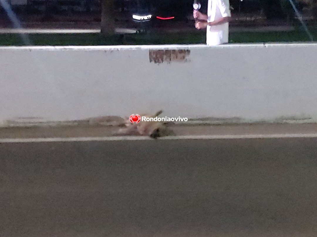 AO VIVO: Motociclista fica lesionado após atropelar e matar cachorro na BR-364