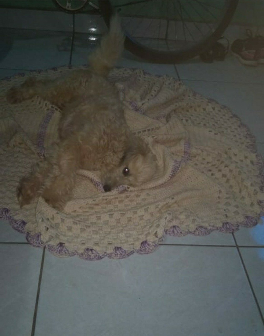 BELA: Cachorra some durante a madrugada e donos ficam desesperados