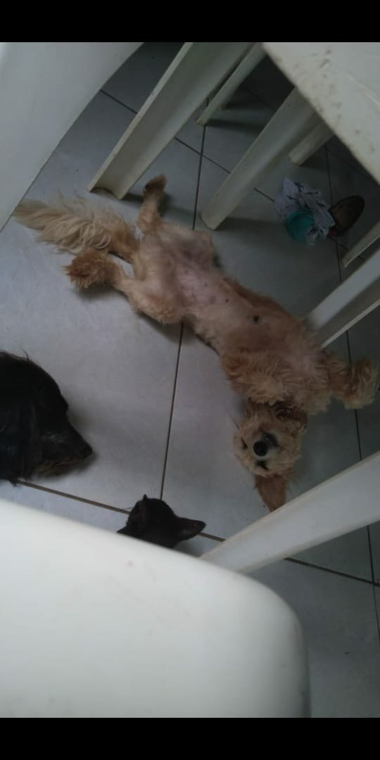 BELA: Cachorra some durante a madrugada e donos ficam desesperados