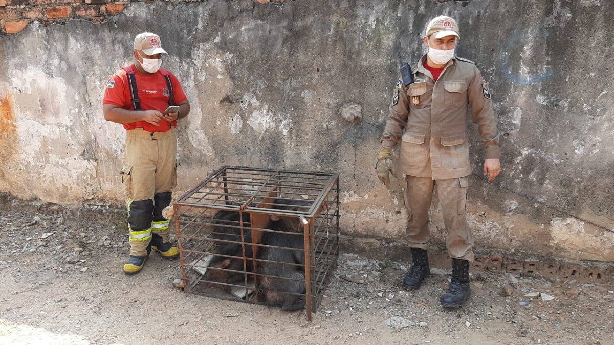 VISITANTES: Porcos do mato invadem centro de Porto Velho e dão trabalho na captura
