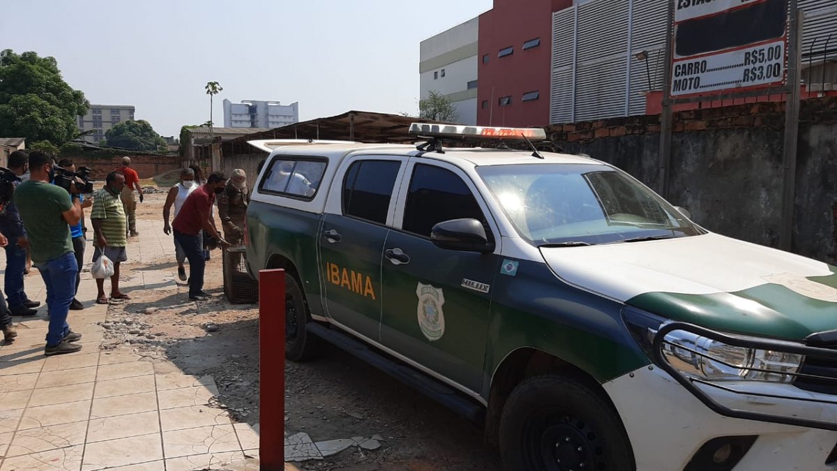 VISITANTES: Porcos do mato invadem centro de Porto Velho e dão trabalho na captura