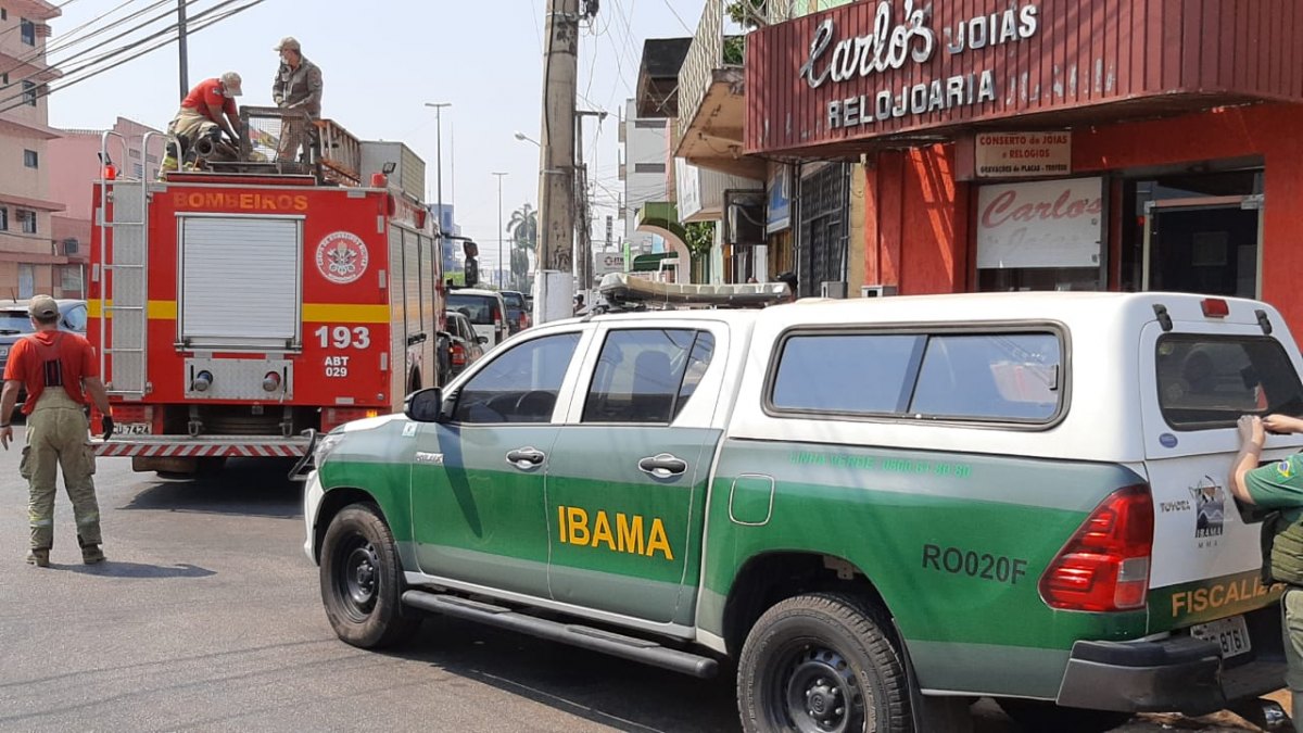 VISITANTES: Porcos do mato invadem centro de Porto Velho e dão trabalho na captura
