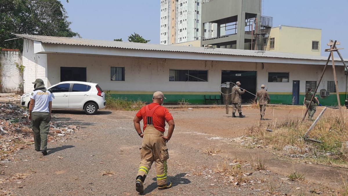 VISITANTES: Porcos do mato invadem centro de Porto Velho e dão trabalho na captura