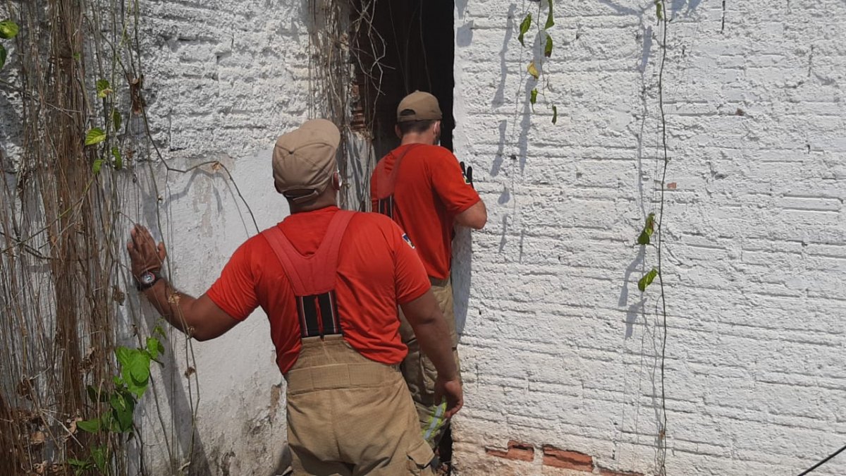 VISITANTES: Porcos do mato invadem centro de Porto Velho e dão trabalho na captura