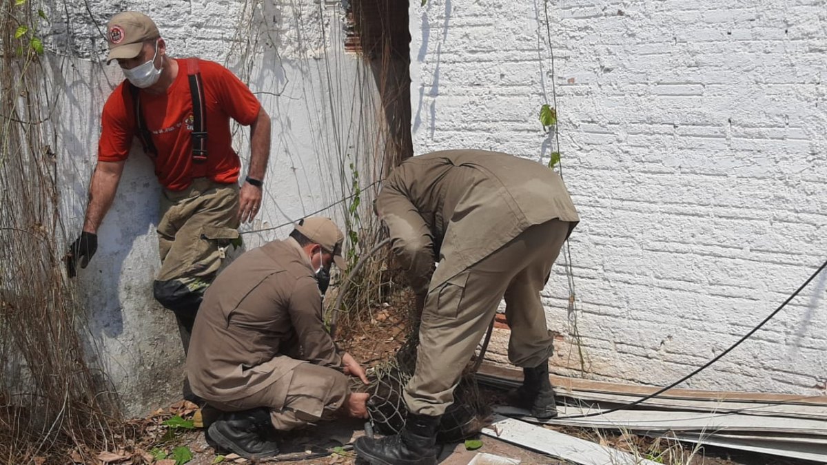 VISITANTES: Porcos do mato invadem centro de Porto Velho e dão trabalho na captura