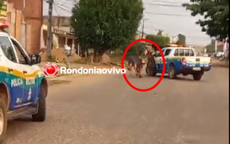 ABATIDO A TIROS: Polícia tenta localizar dono de animal que atacou pessoas e causou pânico nas ruas