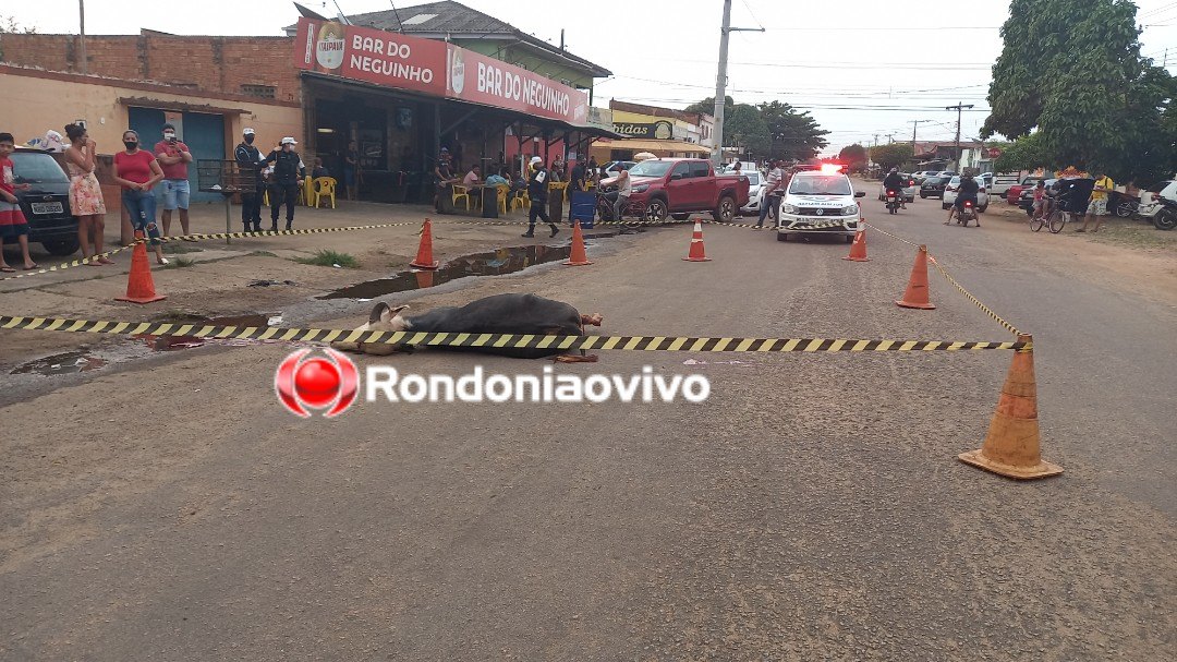 ABATIDO A TIROS: Polícia tenta localizar dono de animal que atacou pessoas e causou pânico nas ruas